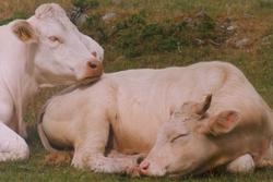 lazy_cows